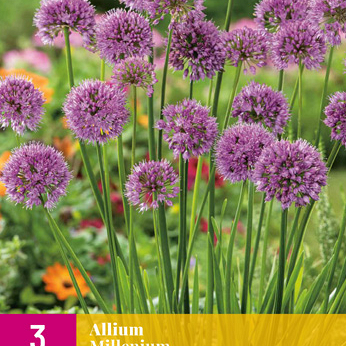 X 3 ALLIUM MILLENIUM I