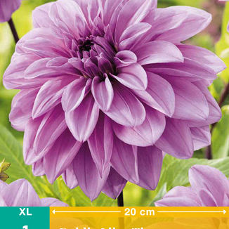 X 1 DAHLIA LILAC TIME I