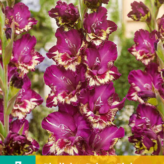 X   7 GLADIOLUS COLOUR CLUB 12/14