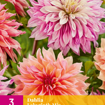 X 3 DAHLIA LABYRINTH MIX I