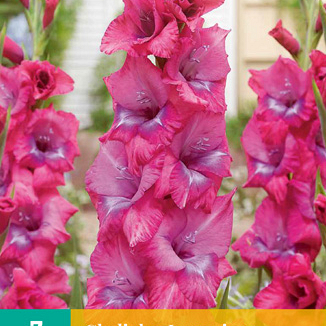 X   7 GLADIOLUS LUMMIERE 12/14