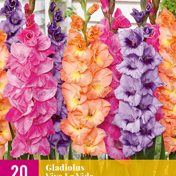 X 20 GLADIOLUS VIVA LA VIDA 12/14