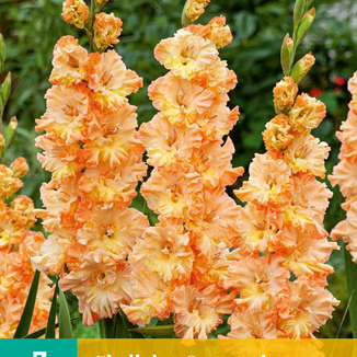 X   7 GLADIOLUS ORANGERIE 12/14