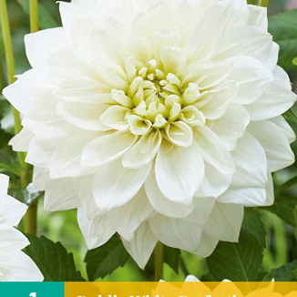 X 1 DAHLIA WHITE PERFECTION I