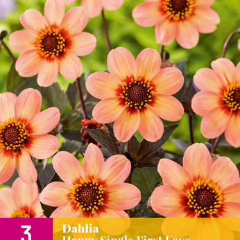 X 3 DAHLIA HAPPY SINGLE FIRST LOVE I