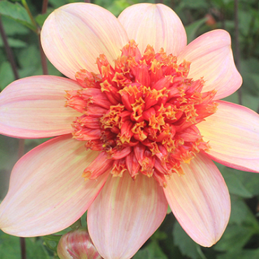 X 10 DAHLIA TOTALLY TANGERINE I