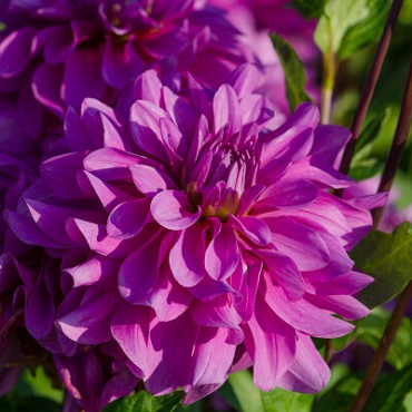 X 10 DAHLIA BLUETIFUL I