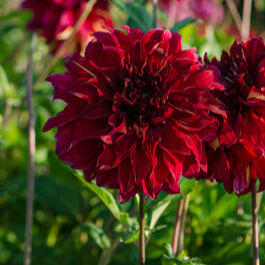 X 10 DAHLIA BOHEMIAN SPARTACUS I