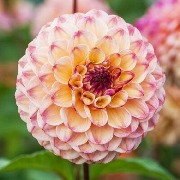 X 10 DAHLIA WINE EYED JILL I