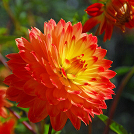 X 10 DAHLIA PROCYON I