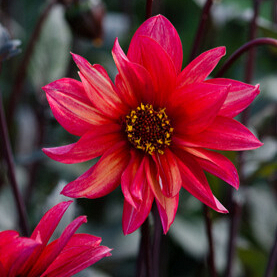 X 10 DAHLIA WALTZING MATHILDA I