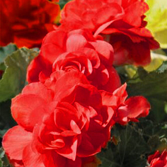 X 25 BEGONIA GRANDIFLORA RED 5/6