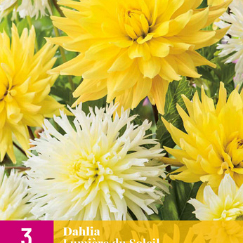 X 3 DAHLIA LUMIERE DU SOLEIL I