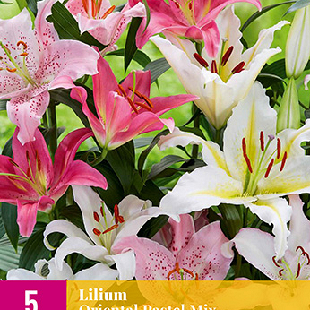 X 5 LILIUM ORIENTAL PASTEL MIX 14/16