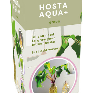 X 1 DOOSJE 1 HOSTA AQUA+ GREEN IN GLAS TOP