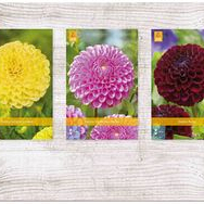 X  75 DAHLIA POMPON I