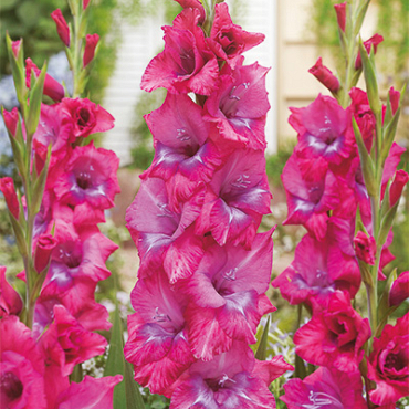 X 100 GLADIOLUS LUMMIERE 12/14