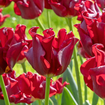 X 100 TULIPA RED DRESS 11/12