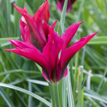 X 100 TULIPA PURPLE DANCE 11/12