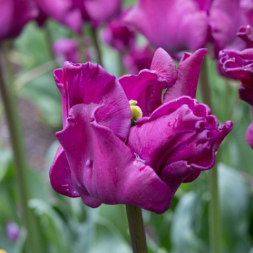 X 100 TULIPA CROWN OF NEGRITA 11/12