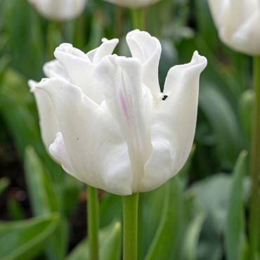 X 100 TULIPA WHITE LIBERSTAR 10/11