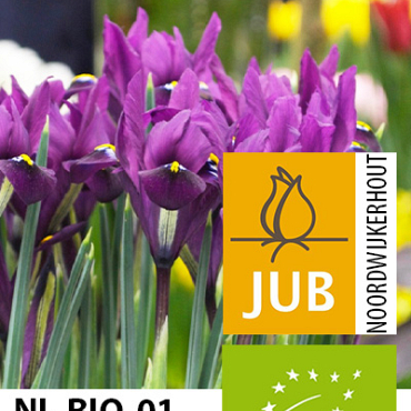 X 100 BIO IRIS RETICULATA J.S. DIJT 6/+