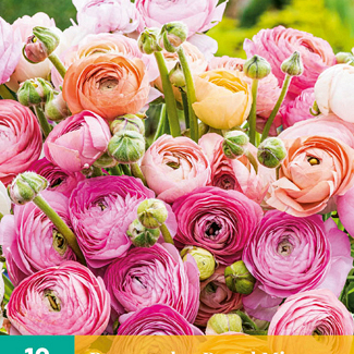 X 10 RANUNCULUS PASTEL MIX 6/7