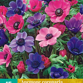 X 15 ANEMONE CORONARIA PAARS-ROZE MIX 5/6