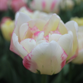 X 100 TULIPA DOUBLE SHAKE 11/12