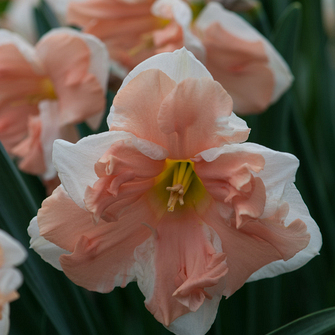 X 100 NARCISSUS APRICOT WHIRL 12/14