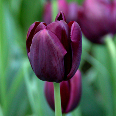 X 100 TULIPA BLACK JACK 10/11