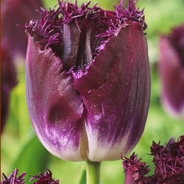 X 100 TULIPA PURPLE CRYSTAL 10/11