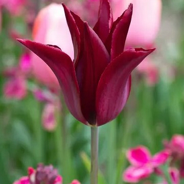 X 100 TULIPA SARAH RAVEN 11/12