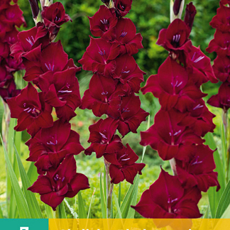 X   7 GLADIOLUS BLACK SURPRISE 12/14