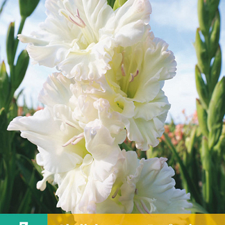 X   7 GLADIOLUS IVORY PERFECTION 12/14