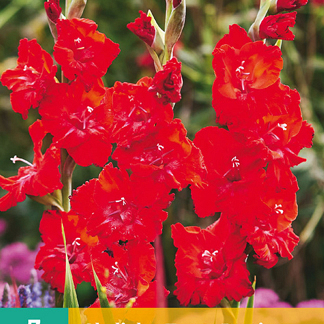 X   7 GLADIOLUS TANGO PASSION 12/14