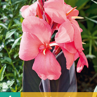 X   1 CANNA PINK FUTURITY I