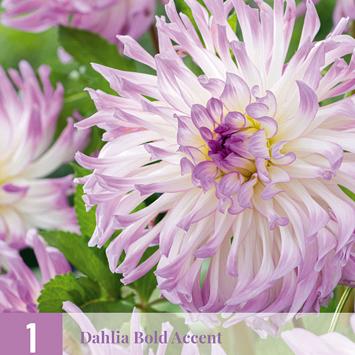 X 1 DAHLIA BOLD ACCENT I