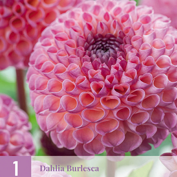 X 1 DAHLIA BURLESCA I