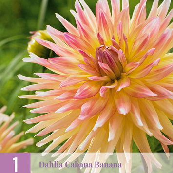 X 1 DAHLIA CABANA BANANA I