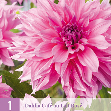 X 1 DAHLIA CAFE AU LAIT ROSE I