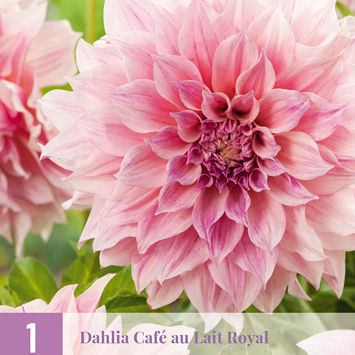 X 1 DAHLIA CAFE AU LAIT ROYAL I