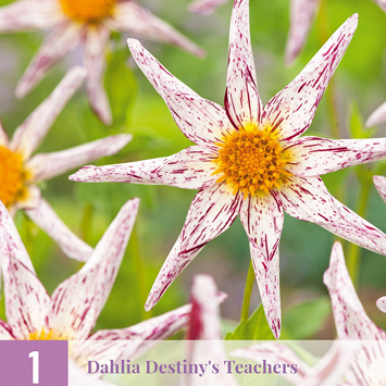 X 1 DAHLIA DESTINYS TEACHERS I