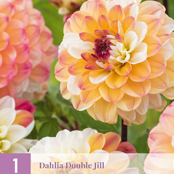 X 1 DAHLIA DOUBLE JILL I