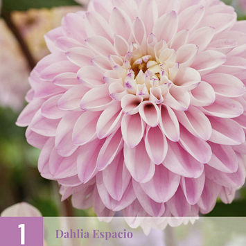 X 1 DAHLIA ESPACIO I