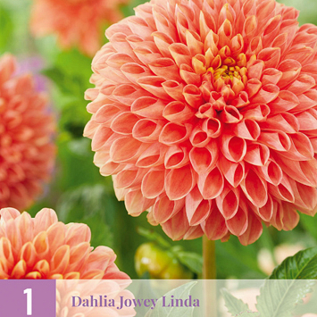 X 1 DAHLIA JOWEY LINDA I