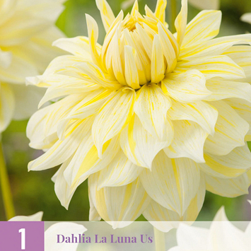 X 1 DAHLIA LA LUNA US I