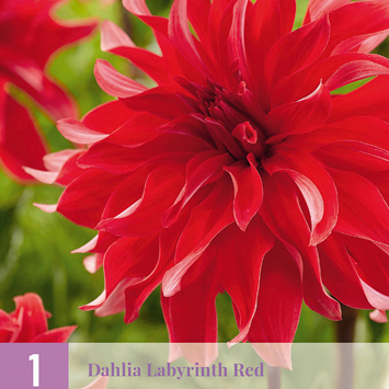 X 1 DAHLIA LABYRINTH RED I