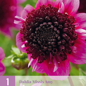 X 1 DAHLIA MISSIS AMY I