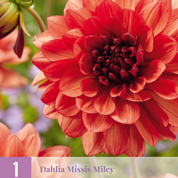 X 1 DAHLIA MISSIS MILEY I